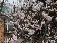 菅原神社(子安天満宮)の自然