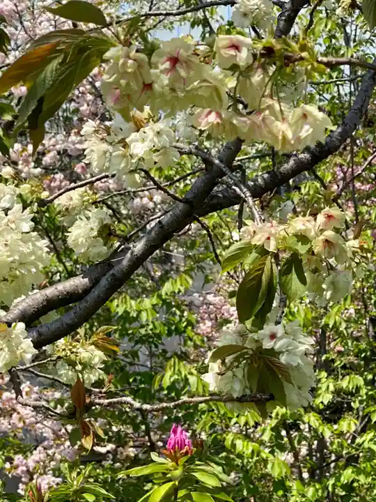 六孫王神社(京都府)