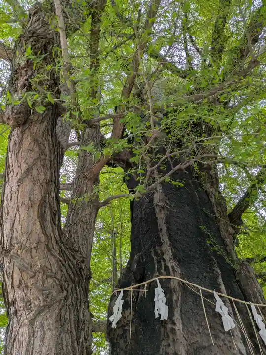 飛木稲荷神社の自然