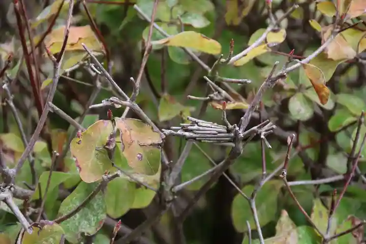 大鏑神社の自然