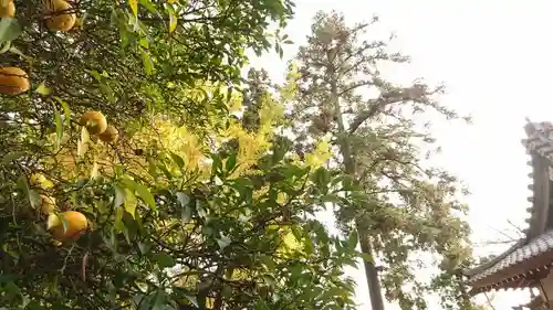 三柱神社(駒場町)の自然