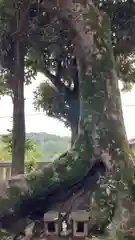 鵜江神社の自然