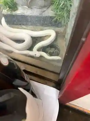 白龍神社の{uncategorized: "未分類", other: "その他", undefined: "問題あり", building: "その他建物", grave: "お墓", sacred_gate: "鳥居", guardian: "狛犬", statue: "像", buddha: "仏像", history: "歴史", nature: "自然", garden: "庭園", animal: "動物", pagoda: "塔", temizu: "手水舎", mountain_gate: "山門・神門", sanctuary: "本殿・本堂", subordinate: "末社・摂社", art: "芸術", scenery: "景色", jizo: "地蔵", ema: "絵馬", goshuin: "御朱印", omikuji: "おみくじ", items: "授与品その他", amulet: "お守り", goshuincho: "御朱印帳", eats: "食事", festival: "お祭り", votive_dance: "神楽", shichigosan: "七五三参", wedding: "結婚式", experience: "体験その他", initially: "初詣", around: "周辺", anti_infection: "感染症対策"}