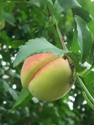 羽盡神社の自然