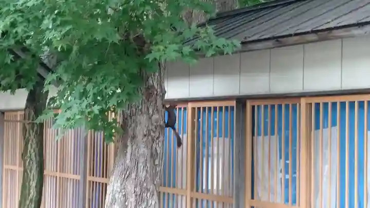 千歳神社の動物