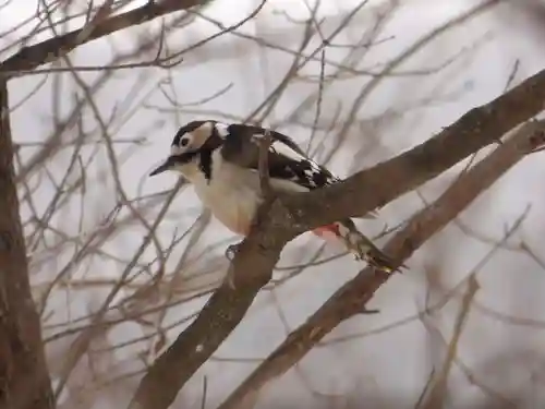 留辺蘂神社の動物