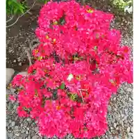 彌彦神社 (伊夜日子神社)の庭園