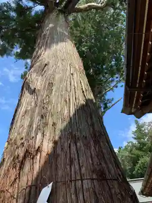 大宮八幡宮(兵庫県)