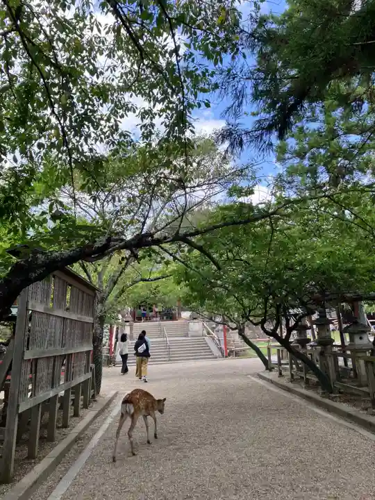 氷室神社(奈良県)