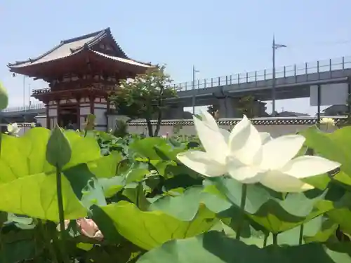 喜光寺(奈良県)