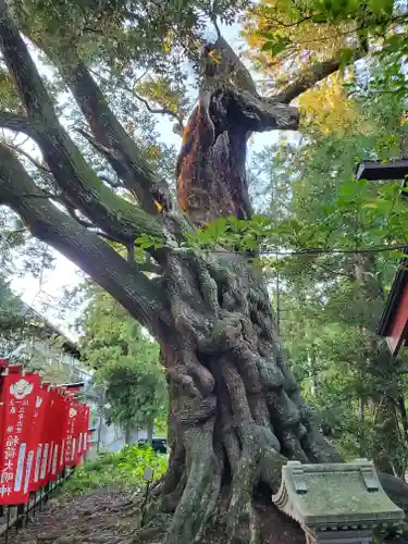 大杉神社の自然