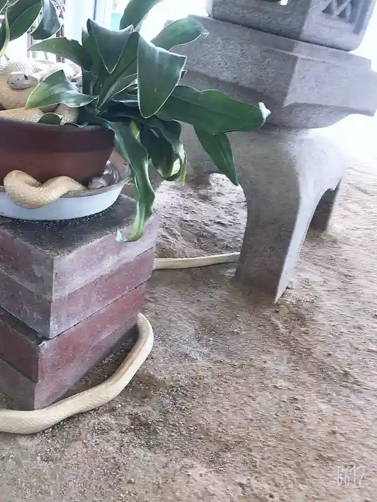 岩国白蛇神社のその他建物