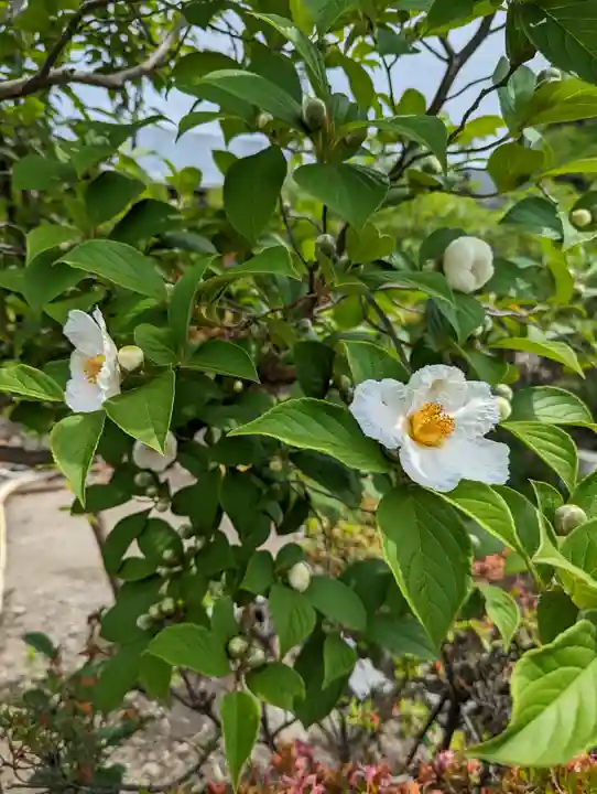 六孫王神社(京都府)
