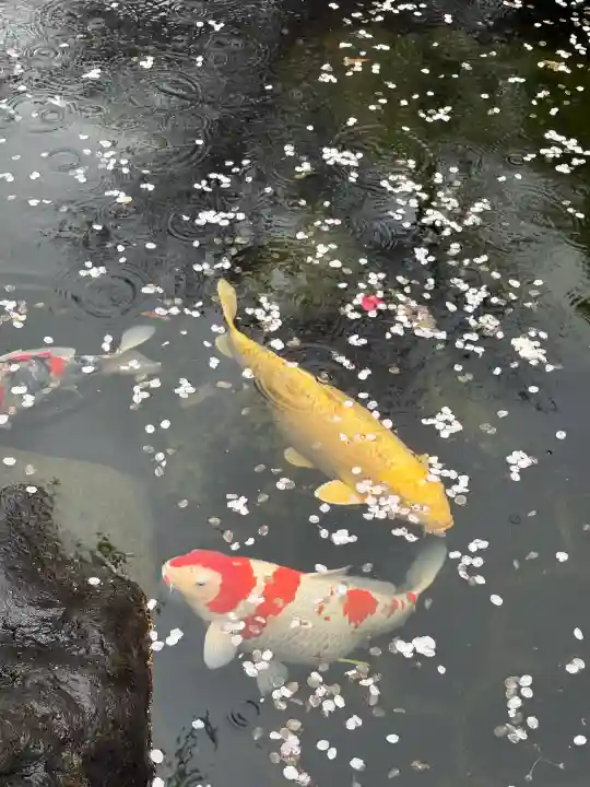 愛宕神社の{uncategorized: "未分類", other: "その他", undefined: "問題あり", building: "その他建物", grave: "お墓", sacred_gate: "鳥居", guardian: "狛犬", statue: "像", buddha: "仏像", history: "歴史", nature: "自然", garden: "庭園", animal: "動物", pagoda: "塔", temizu: "手水舎", mountain_gate: "山門・神門", sanctuary: "本殿・本堂", subordinate: "末社・摂社", art: "芸術", scenery: "景色", jizo: "地蔵", ema: "絵馬", goshuin: "御朱印", omikuji: "おみくじ", items: "授与品その他", amulet: "お守り", goshuincho: "御朱印帳", eats: "食事", festival: "お祭り", votive_dance: "神楽", shichigosan: "七五三参", wedding: "結婚式", experience: "体験その他", initially: "初詣", around: "周辺", anti_infection: "感染症対策"}