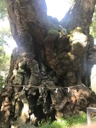 來宮神社の自然