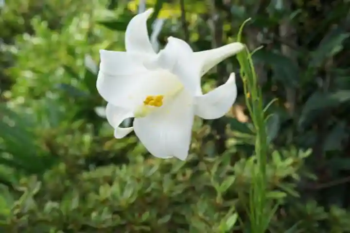 横浜御嶽神社の自然