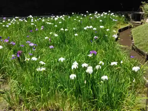 明月院(神奈川県)