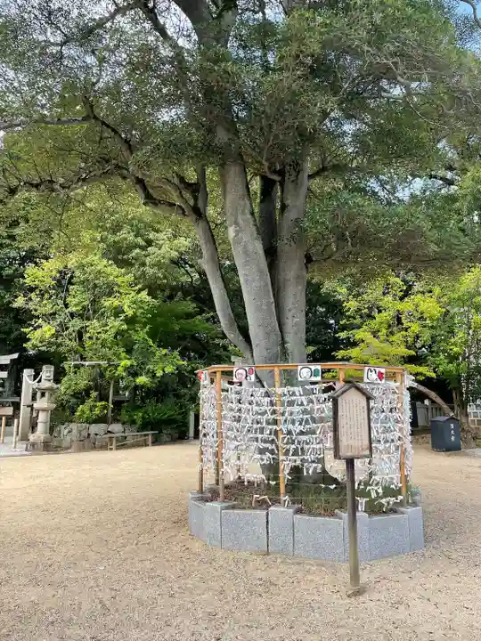阿智神社のおみくじ