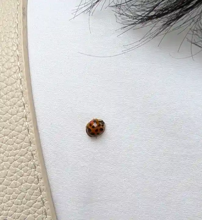 前原御嶽神社の{uncategorized: "未分類", other: "その他", undefined: "問題あり", building: "その他建物", grave: "お墓", sacred_gate: "鳥居", guardian: "狛犬", statue: "像", buddha: "仏像", history: "歴史", nature: "自然", garden: "庭園", animal: "動物", pagoda: "塔", temizu: "手水舎", mountain_gate: "山門・神門", sanctuary: "本殿・本堂", subordinate: "末社・摂社", art: "芸術", scenery: "景色", jizo: "地蔵", ema: "絵馬", goshuin: "御朱印", omikuji: "おみくじ", items: "授与品その他", amulet: "お守り", goshuincho: "御朱印帳", eats: "食事", festival: "お祭り", votive_dance: "神楽", shichigosan: "七五三参", wedding: "結婚式", experience: "体験その他", initially: "初詣", around: "周辺", anti_infection: "感染症対策"}