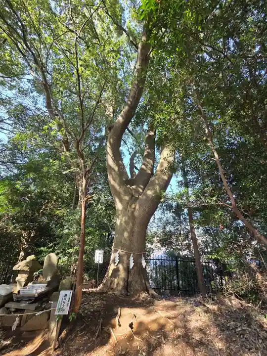 金井八幡神社(東京都)