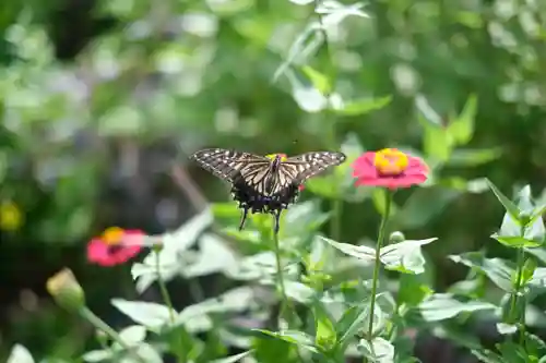 熊野本宮大社の動物
