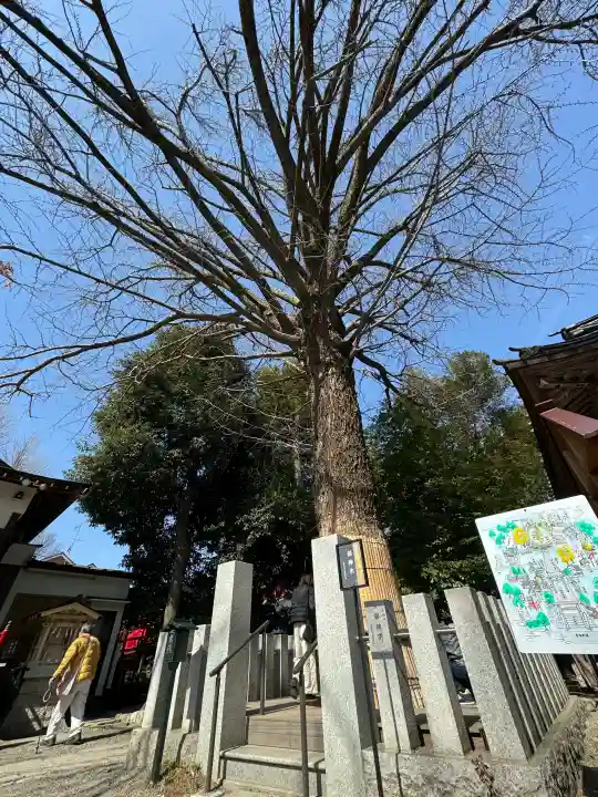 田無神社の{uncategorized: "未分類", other: "その他", undefined: "問題あり", building: "その他建物", grave: "お墓", sacred_gate: "鳥居", guardian: "狛犬", statue: "像", buddha: "仏像", history: "歴史", nature: "自然", garden: "庭園", animal: "動物", pagoda: "塔", temizu: "手水舎", mountain_gate: "山門・神門", sanctuary: "本殿・本堂", subordinate: "末社・摂社", art: "芸術", scenery: "景色", jizo: "地蔵", ema: "絵馬", goshuin: "御朱印", omikuji: "おみくじ", items: "授与品その他", amulet: "お守り", goshuincho: "御朱印帳", eats: "食事", festival: "お祭り", votive_dance: "神楽", shichigosan: "七五三参", wedding: "結婚式", experience: "体験その他", initially: "初詣", around: "周辺", anti_infection: "感染症対策"}