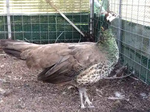 福井県護国神社(福井県)