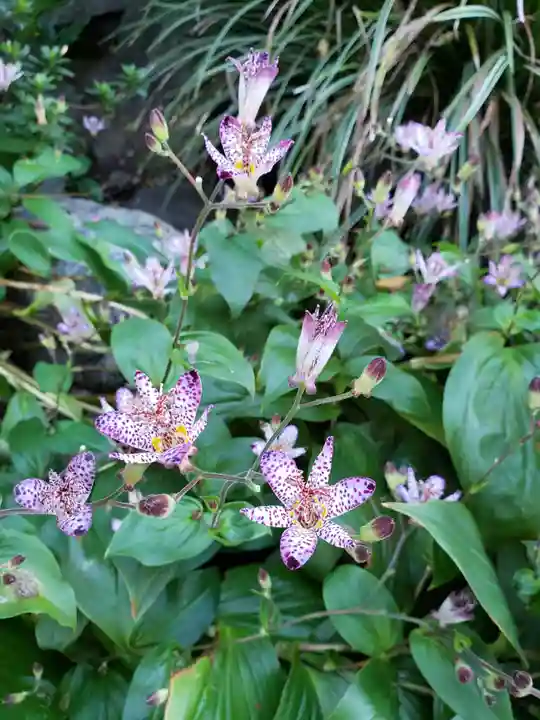 阿佐ヶ谷神明宮の自然