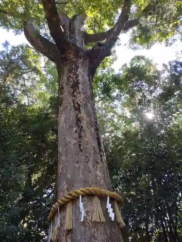 宇治上神社(京都府)
