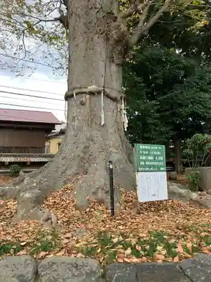 御嶽神社の自然