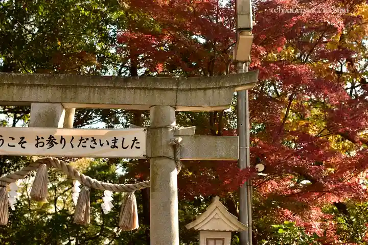 多摩川浅間神社の鳥居