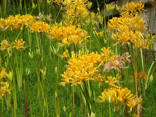 横浜　西方寺の自然