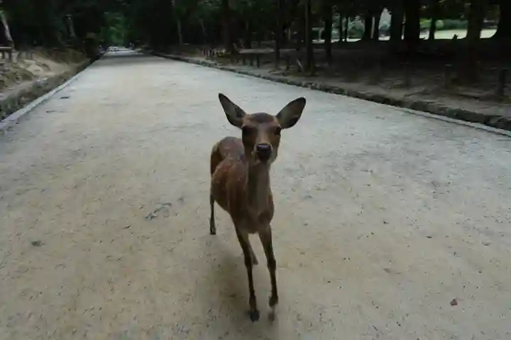 春日大社の動物