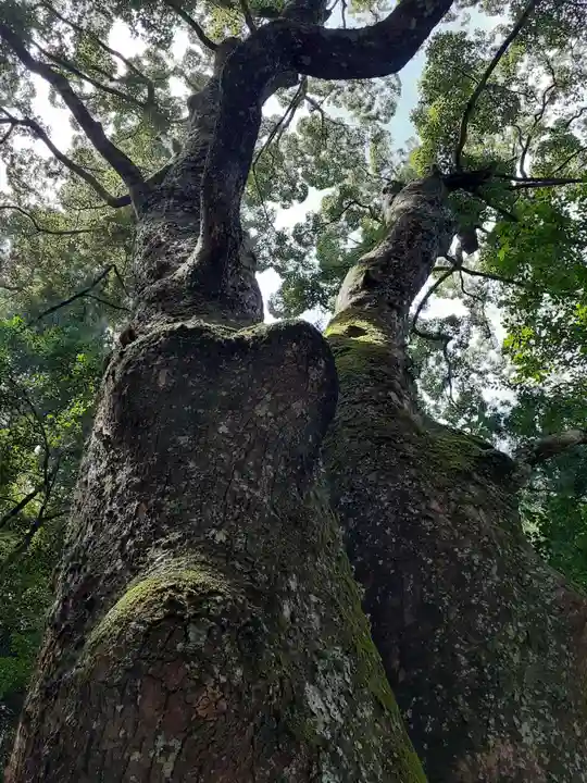 伊勢神宮内宮(皇大神宮)の自然