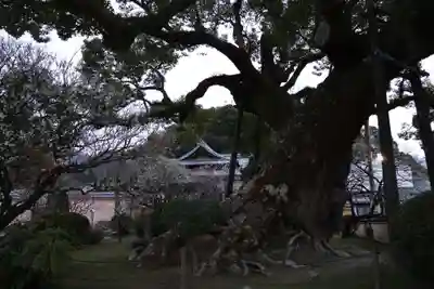太宰府天満宮(福岡県)