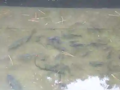 乳清水神社の動物