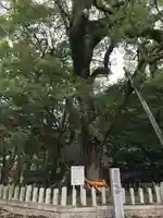 大分八幡宮(福岡県)