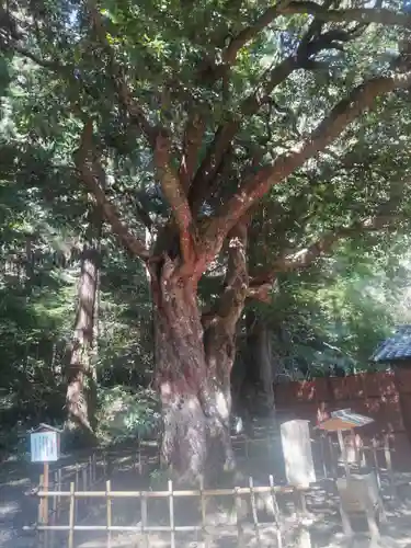 小國神社(静岡県)