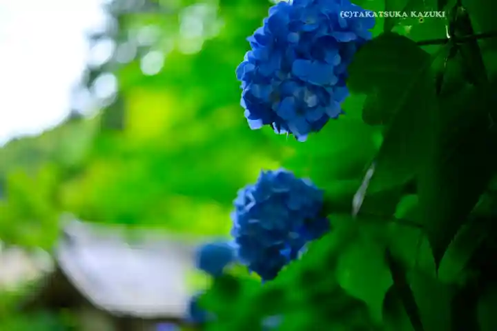 明月院(神奈川県)