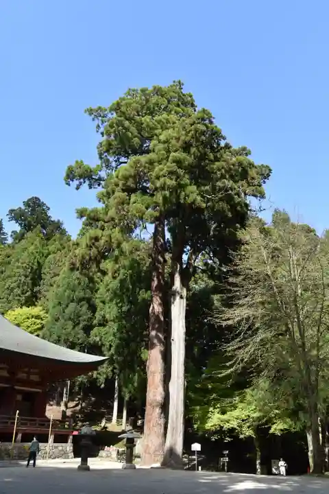 比叡山延暦寺の自然