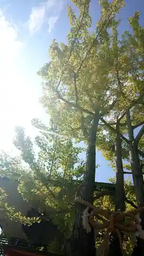 白山神社の自然