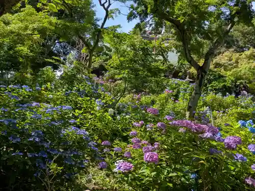 本土寺(千葉県)