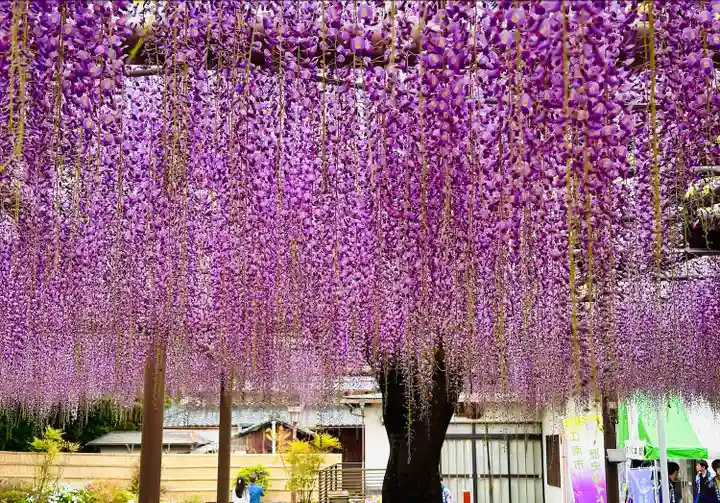 曼陀羅寺の自然