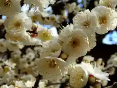 五所駒瀧神社(茨城県)