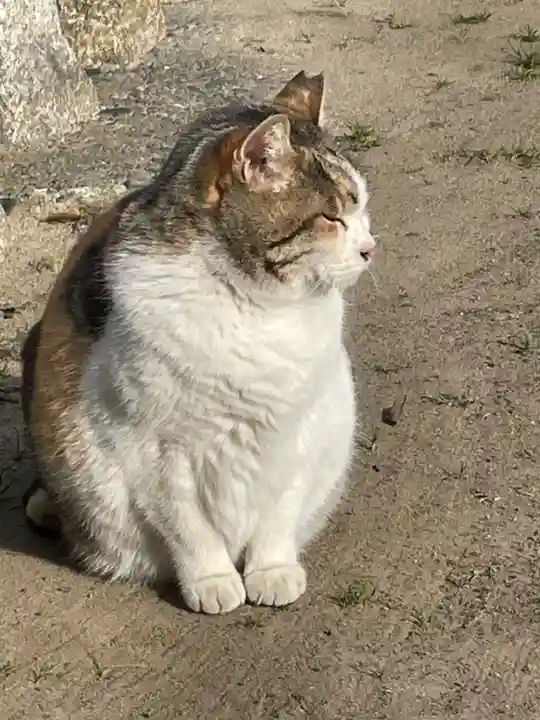 大津神社(大阪府)