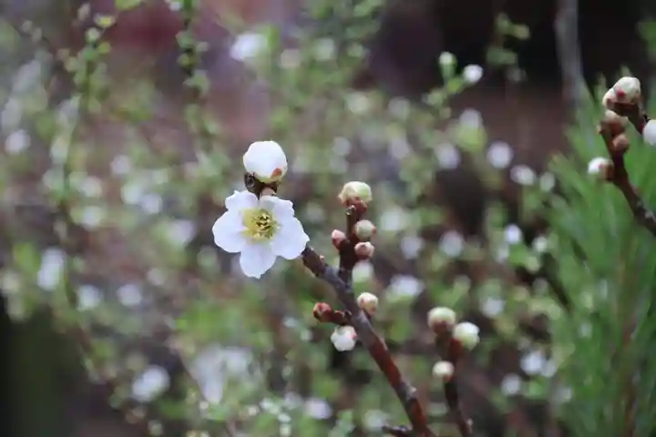 滑川神社 - 仕事と子どもの守り神の授与品その他