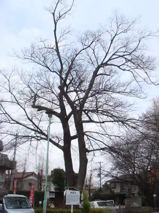 鎮守氷川神社の自然