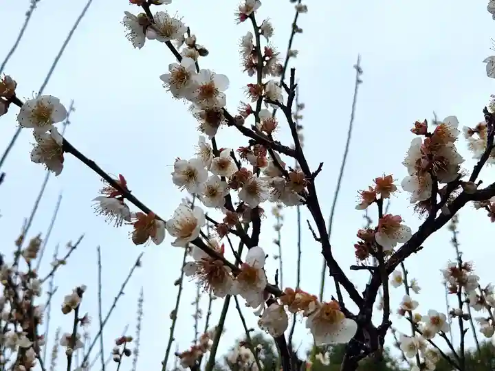 長洲天満宮の自然
