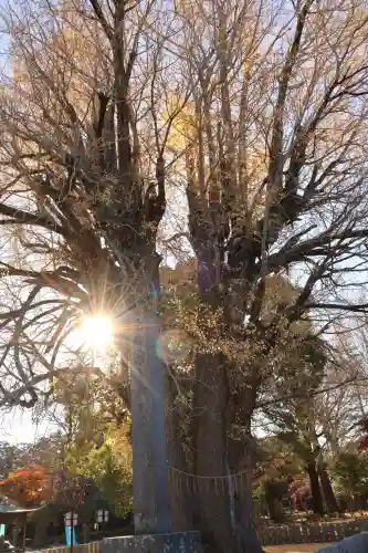 鑁阿寺(栃木県)
