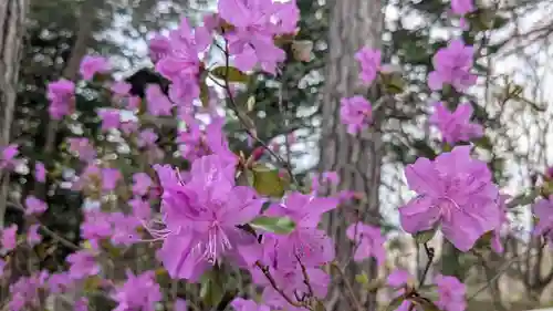 上川神社の自然